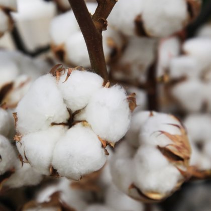 Bông cotton